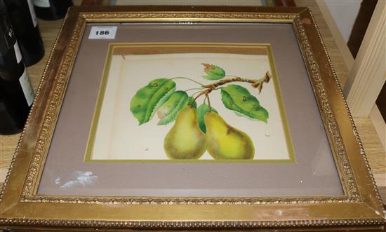 19th century English School Botanical studies largest 14.5 x 11in.